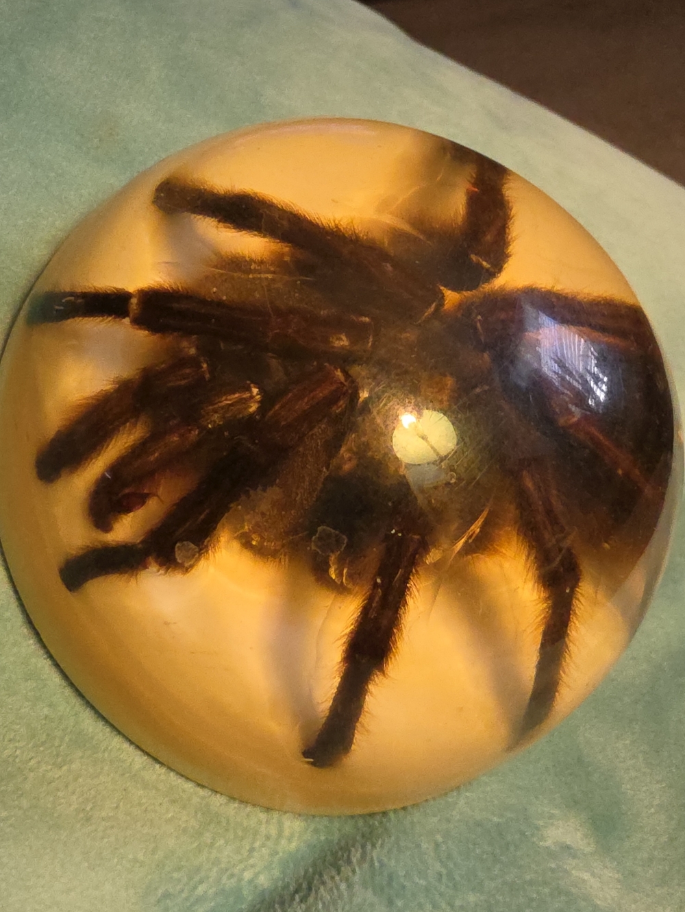 Tarantula Spider